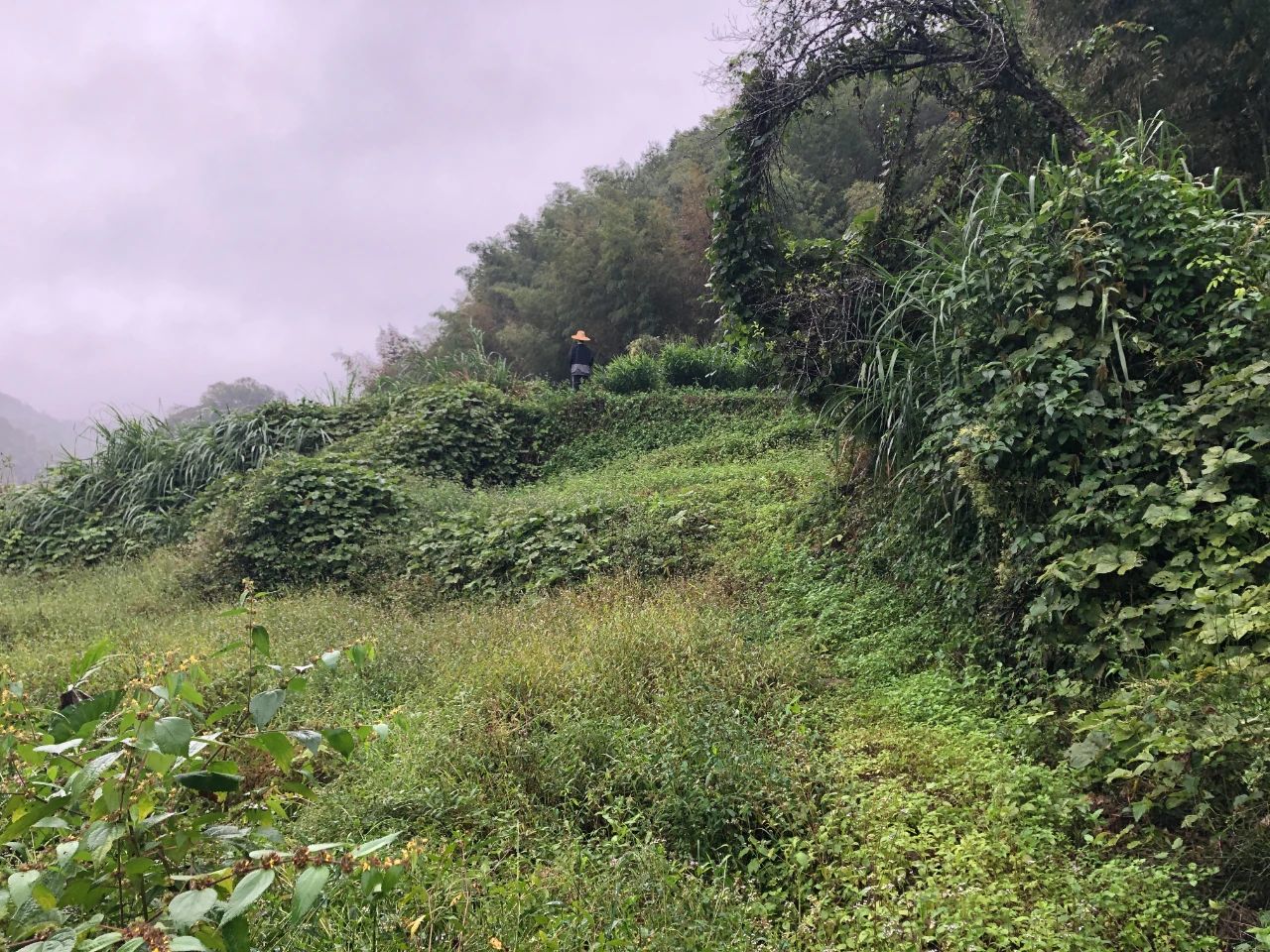 广量规划 | 我司地皮整治项目二次荣登央视，荒地变良田，智绘好丰景